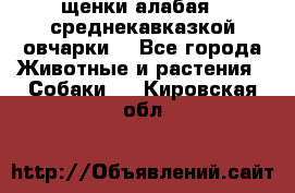 щенки алабая ( среднекавказкой овчарки) - Все города Животные и растения » Собаки   . Кировская обл.